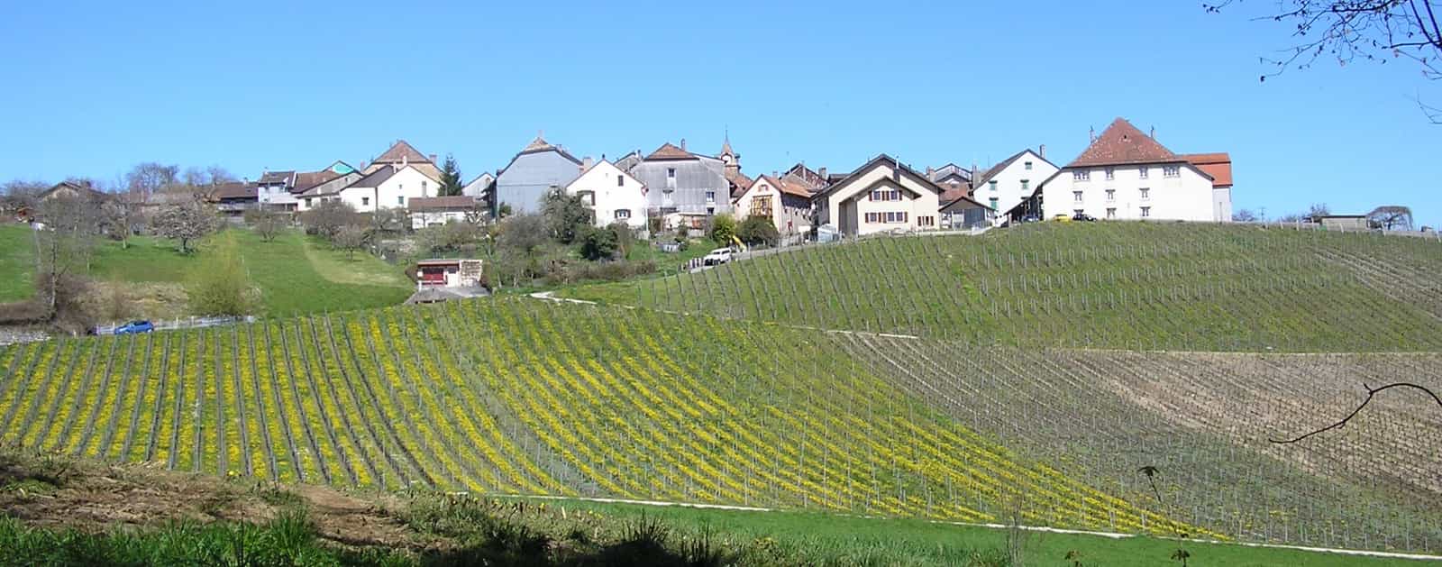 Blick von Saint-Livres (Richtung Aubonne-Tal), Kanton Waadt, Schweiz.