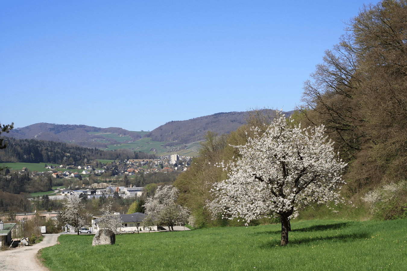 Frühling in Holderbank, im Hintergrund Veltheim