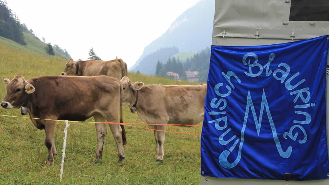 Die Fahne des Blauring Windisch hängt an einem Transportanhänger. Im Hintergrund ist eine Weide mit Kühen zu sehen.