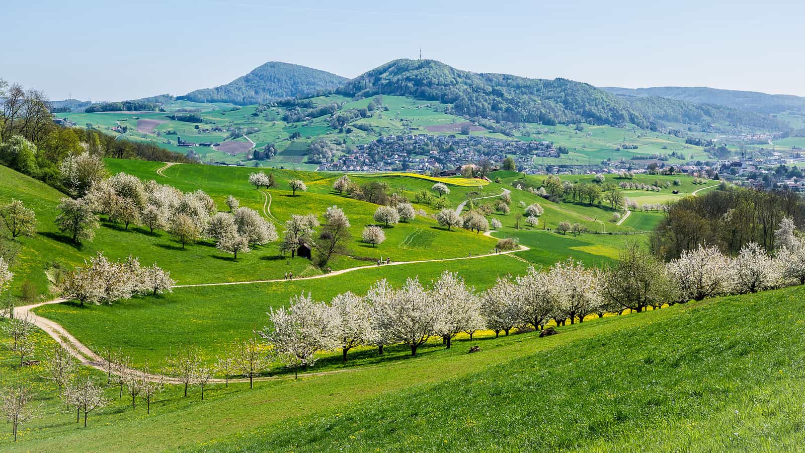 Jurapark Aargau, im Fricktal während der Kirschblüte im April