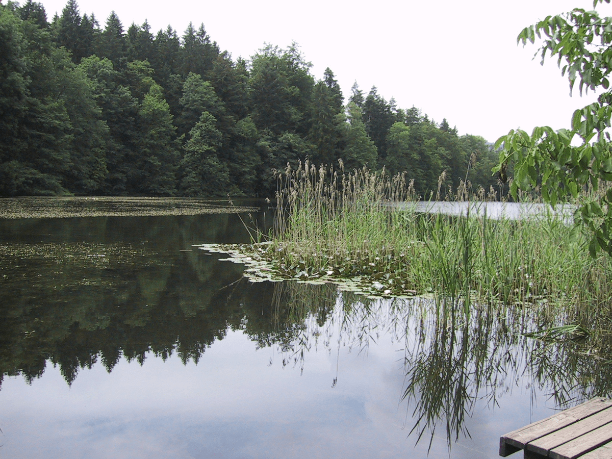 Waldweiher Thalwil