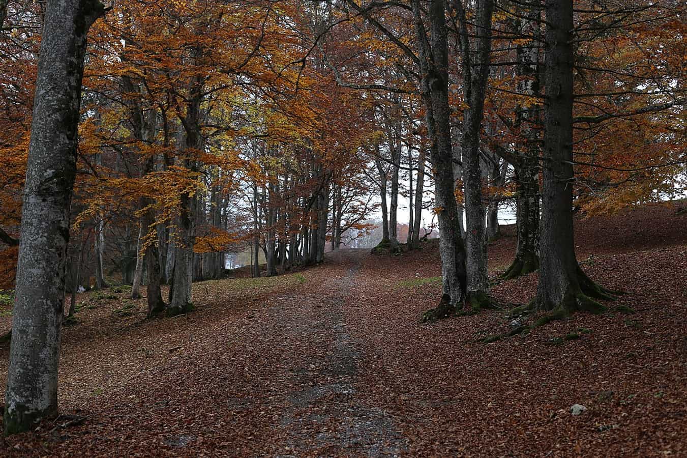 Forest near La Tourne Dessus, Brot-Plamboz municipality in the canton of Neuchâtel