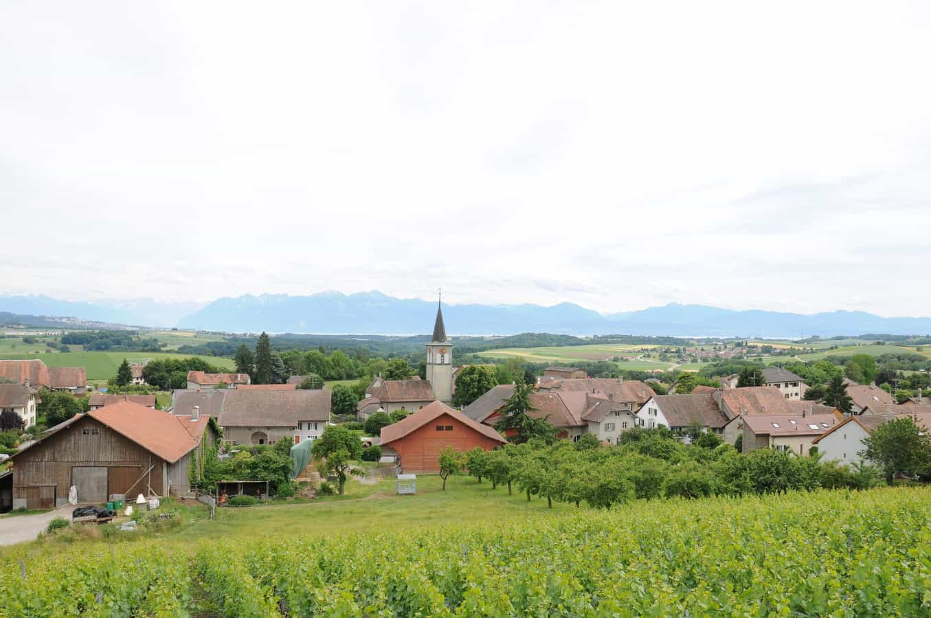 Dorf Gollion (Schweiz), Blick nach Südosten.
