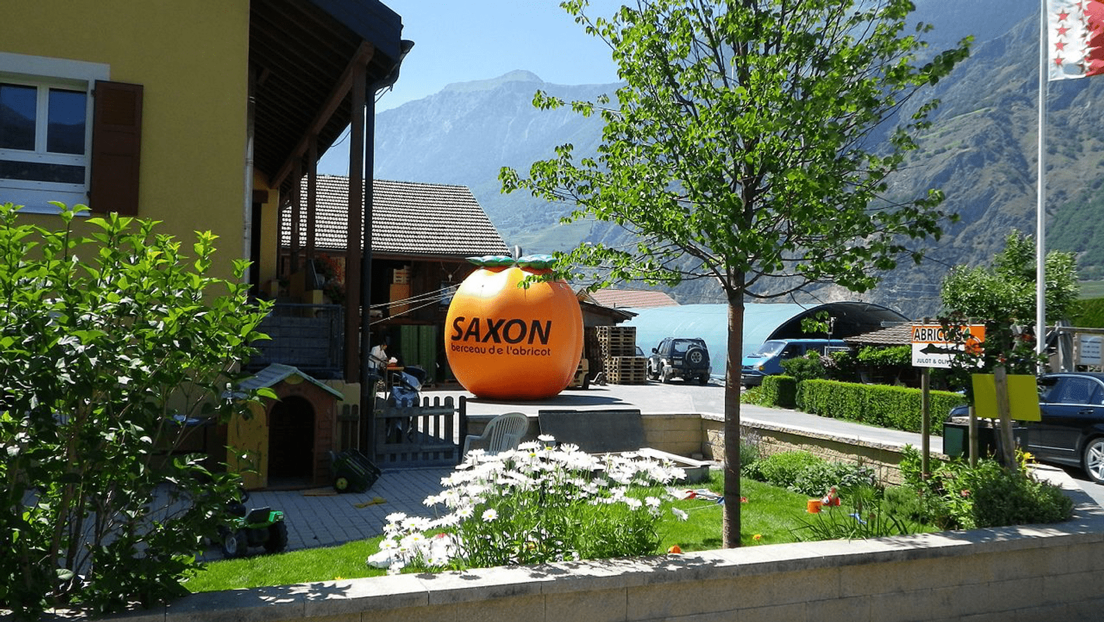 Saxon, Abricots