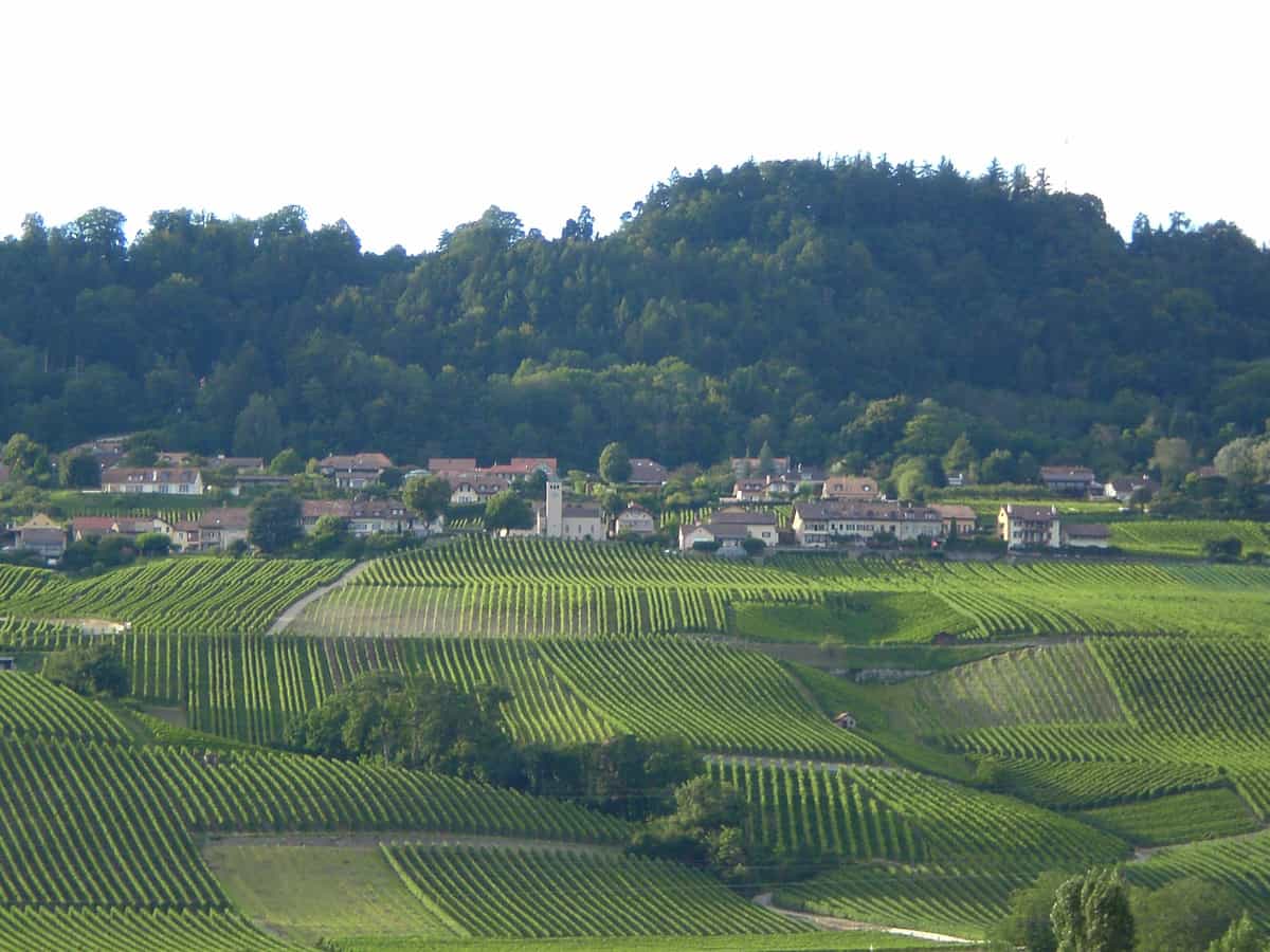 Panoramablick auf die Gemeinde Bougy-Villars von Perroy aus